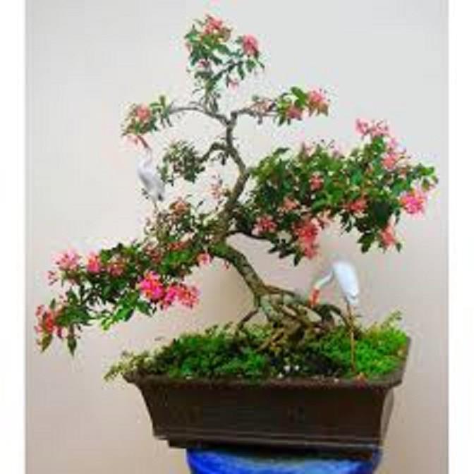 combo 3 cây GIỐNG HỒNG NGỌC MAI BONSAI