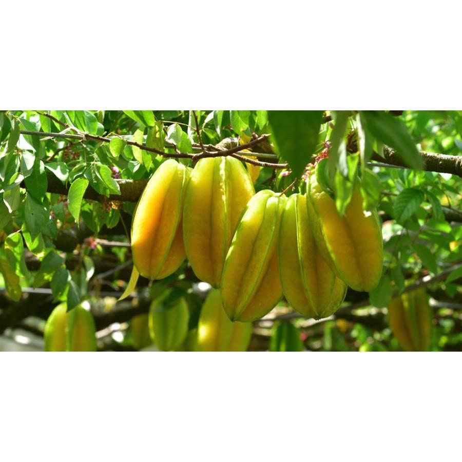 CÂY GIỐNG KHẾ NHẬT TRỒNG CHẬU