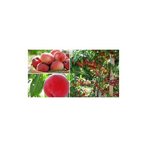 CÂY GIỐNG ĐÀO TIÊN NHẬT BẢN