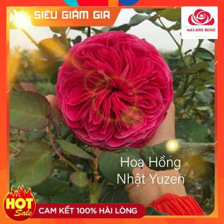 Hoa Hồng Nhật Yuzen Sắc Hồng Đậm Đà,Cây Có Nụ và Hoa
