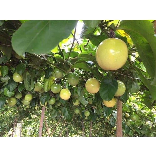 Cây Giống Chanh Dây Ngọt trái vàng_ Chanh Leo ghép gốc cây lạc tiên (Sáu Công Sóc Trăng) trồng chậu nhanh cho trái