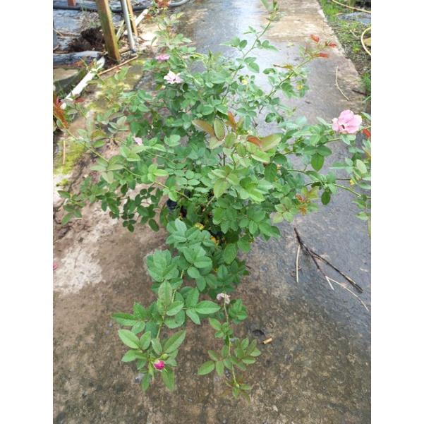 Hoa hồng hồng amethyst babylon, hồng ngoại, hồng bụi, thân lùn, nguyên bản