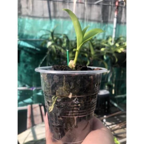 Phong lan phi điệp 5 cánh trắng phú thọ - hàng đột biến rừng