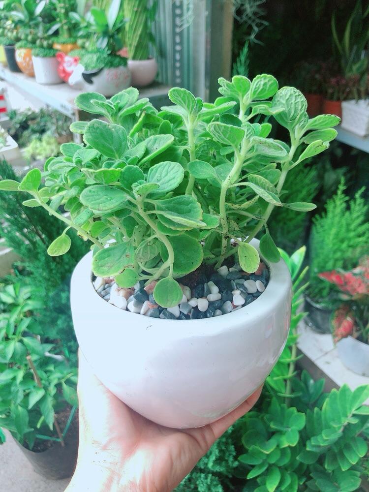 Chậu Cây Nhất Mạc Hương