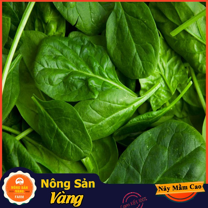 Hạt giống Cải Bó Xôi Chịu Nhiệt - Nông Sản Vàng