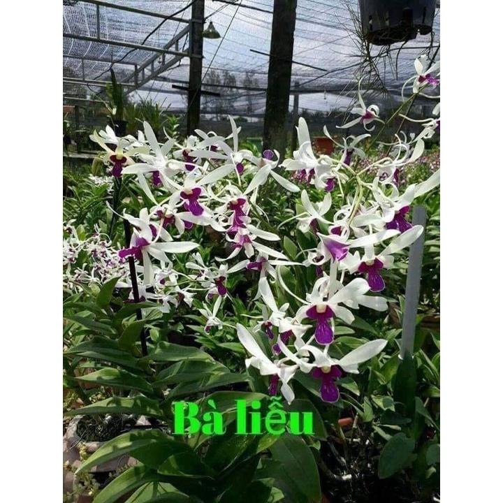 Cây giống DENDRO NẮNG BÀ LIỄU THƠM siêu thơm