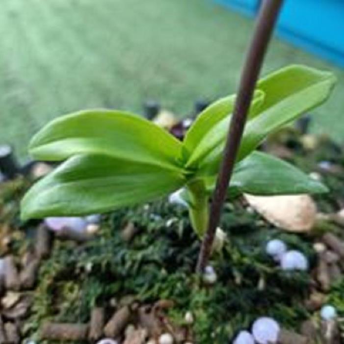 Sản Phẩm Hoa lan- hồng yên thủy