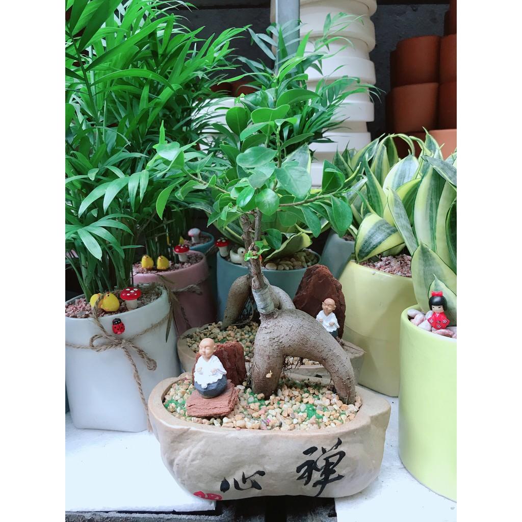 Chậu cây si bonsai