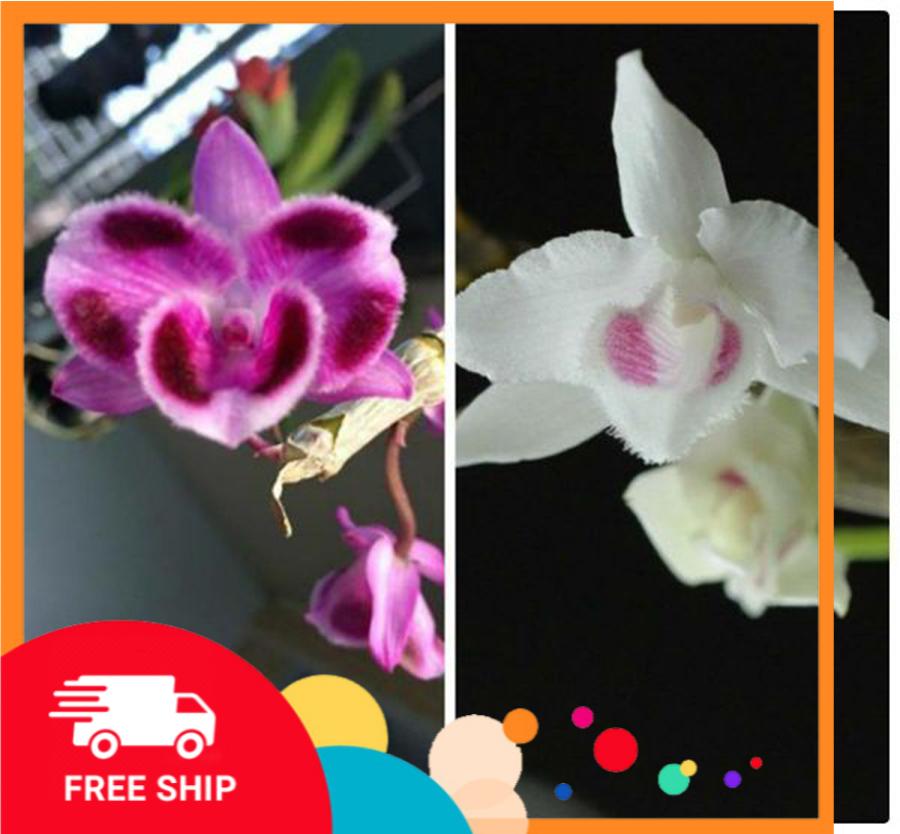 2 cây hoa phong lan - trầm 6 mắt lai phi điệp 5ct