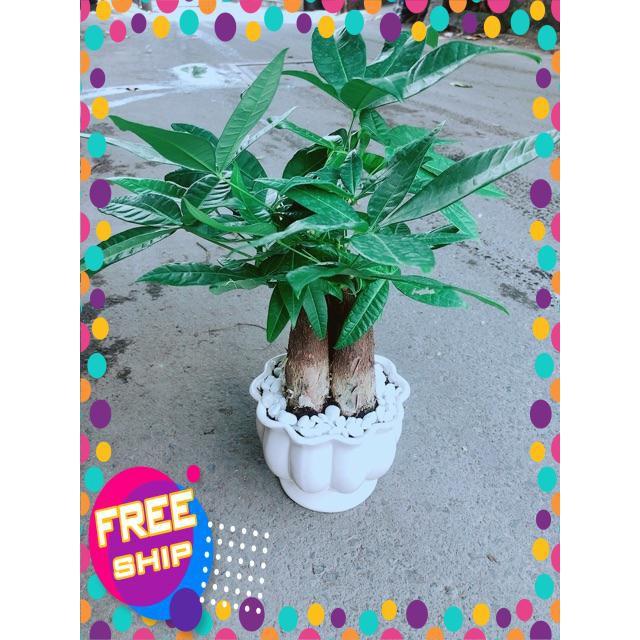 Chậu Kim Ngân 3 Thân Size Lớn