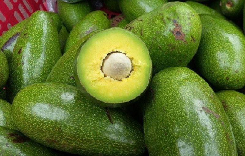 Cây giống Bơ Sáp Da Xanh .