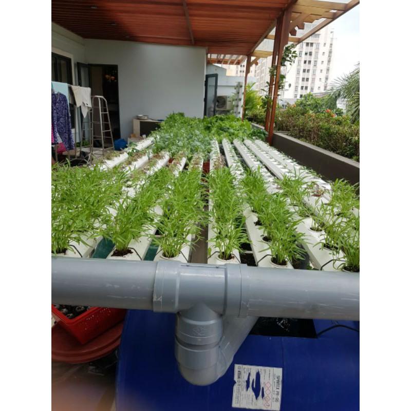 Rau muống lá tre gói 1kg