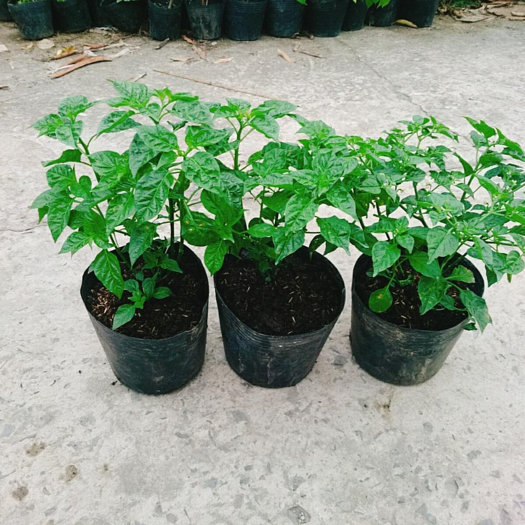 Cây ớt peru - ớt cay nhất thế giới - cây cao 30 cm + tặng phân bón