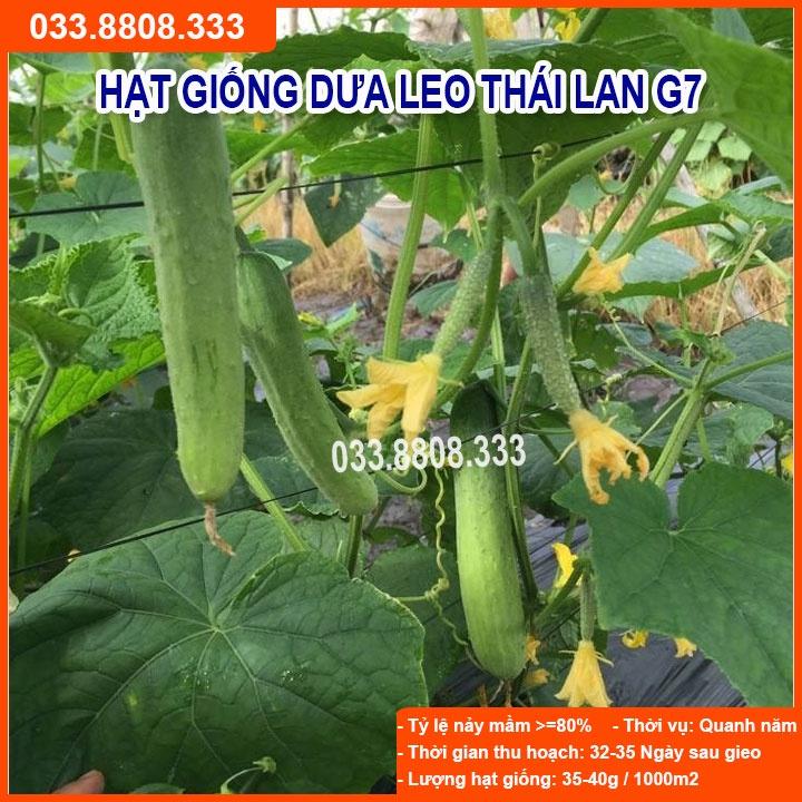 Hạt Giống Dưa Leo G7 F1 gói 1gram - Sai Quả Năng Suất Cao