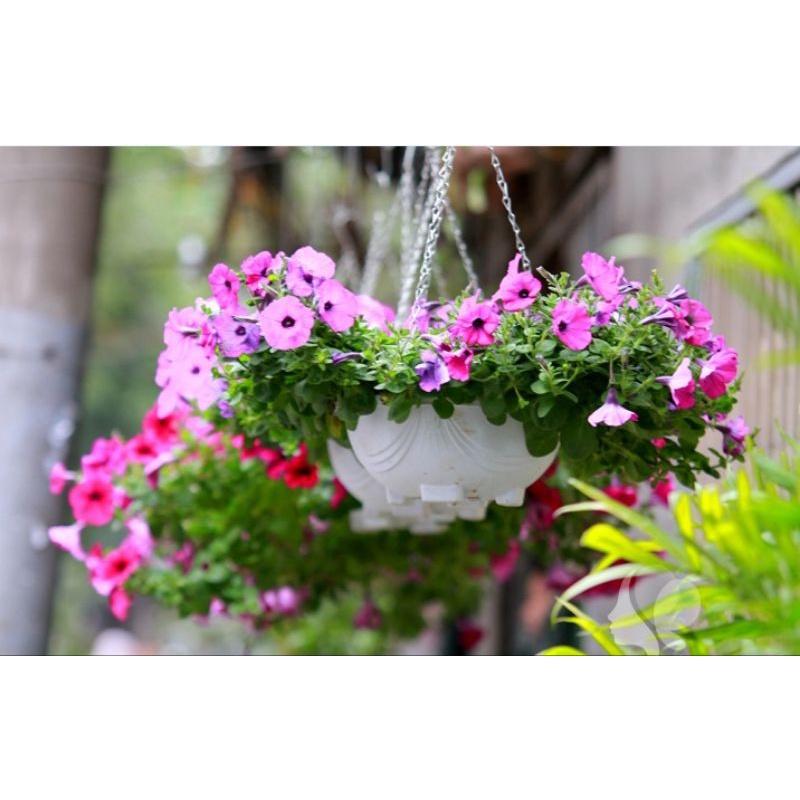Chế phẩm Ngư ông đắc lợi. Không phải chất bám dính. Siêu hấp thụ,thẩm thấu mạnh tăng hiệu quả phun thuốc và phân bón lá