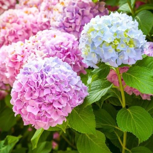 CẨM TÚ CẦU-CHẬU CÂY ĐANG HOA