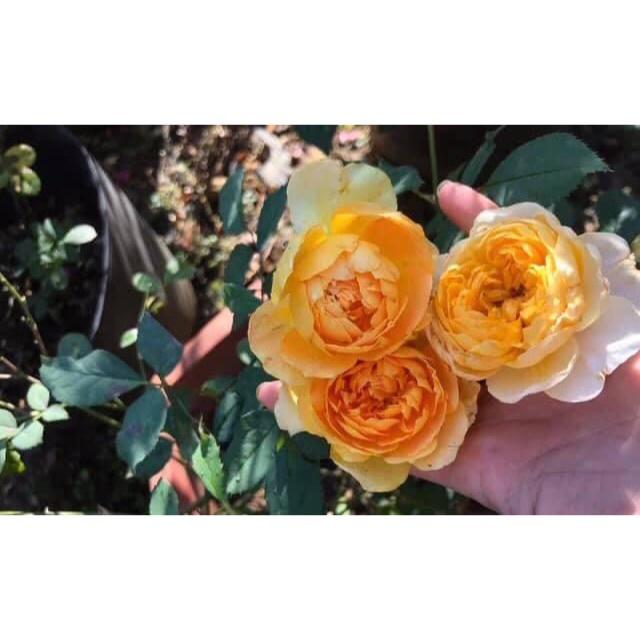 Cây hoa hồng ngoại Molinex- bầu to cây trưởng thành