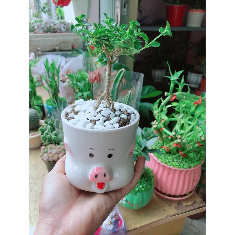 Chậu Cây Sam Hương Bonsai
