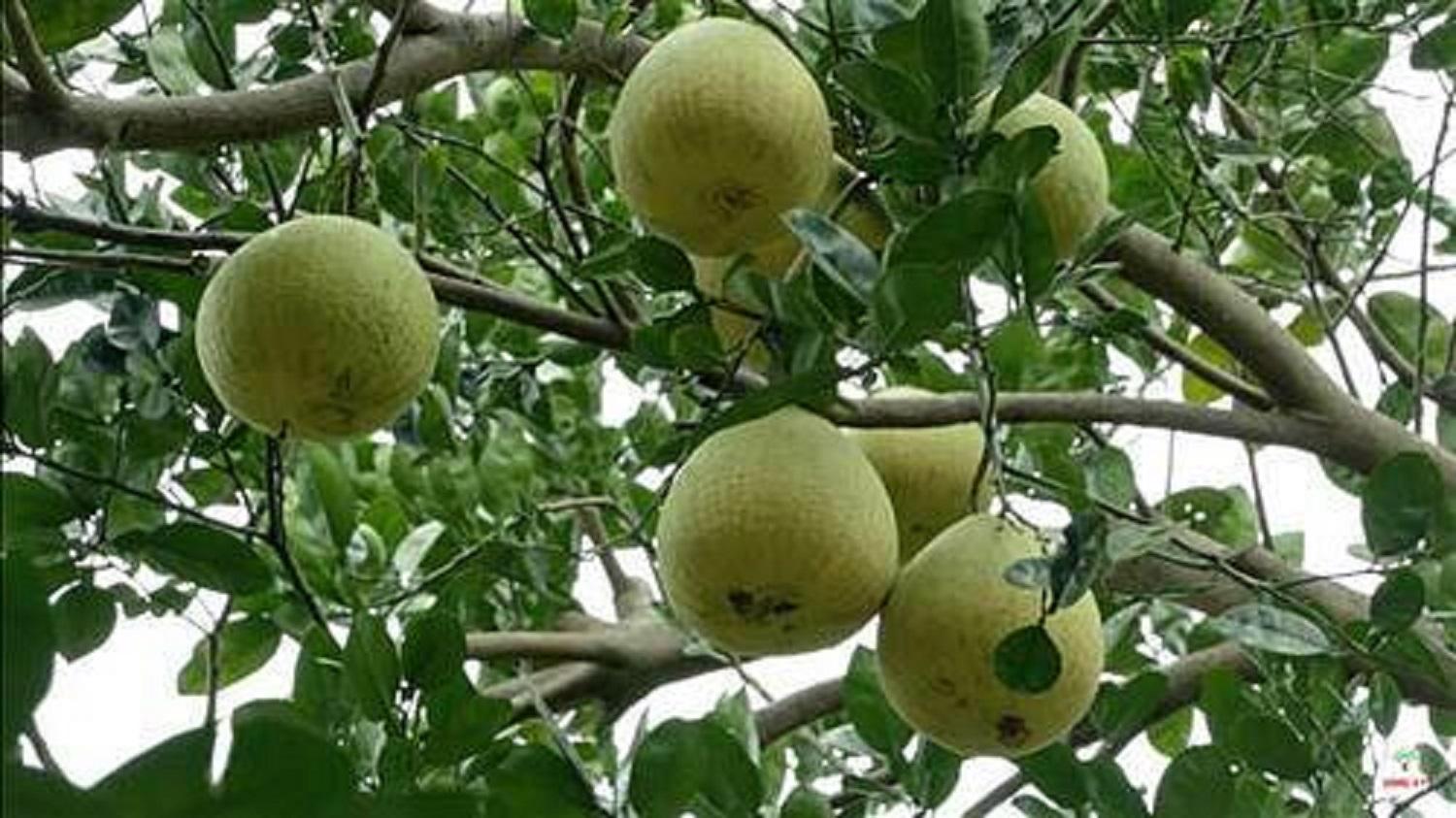 Cây BƯỞI ĐOAN HÙNG ghép, cây giống bầu lớn, đặc sản ĐOAN HÙNG, cam kết chất lượng