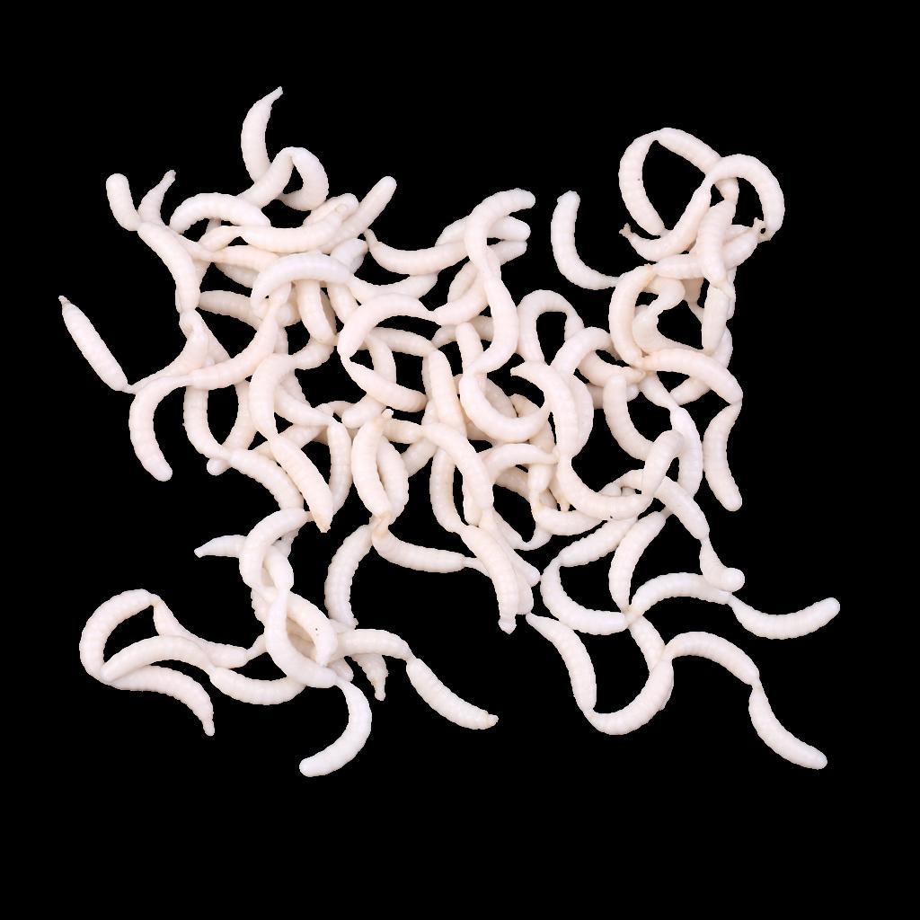 120Pcs/Box White Fishing Maggots Soft Worms Lure Strong Fishy Fishing Bait