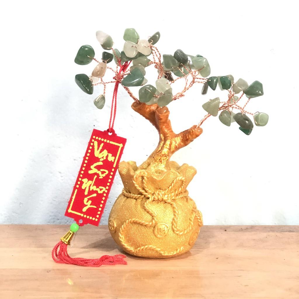 Cây phát tài cây kim tiền tài lộc nhí trang trí tết