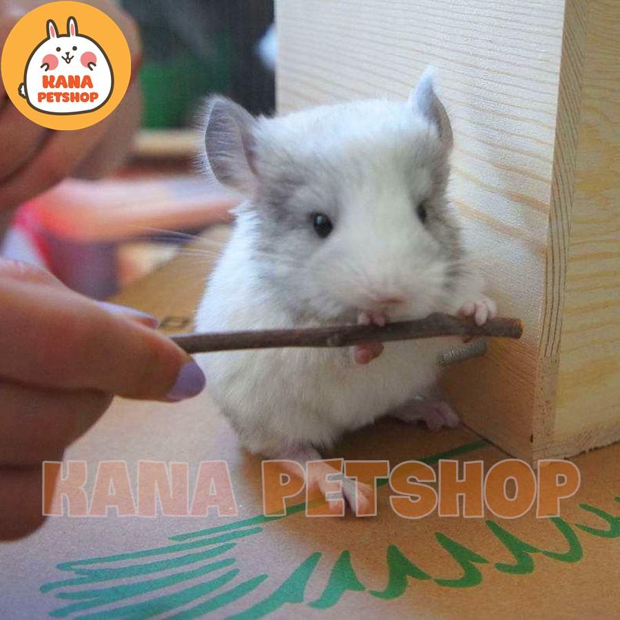 Cành Táo 80Gr Cành táo mài răng cho Thỏ, Bọ, Sóc Bắc Mỹ , Chinchilla , Hamster ...
