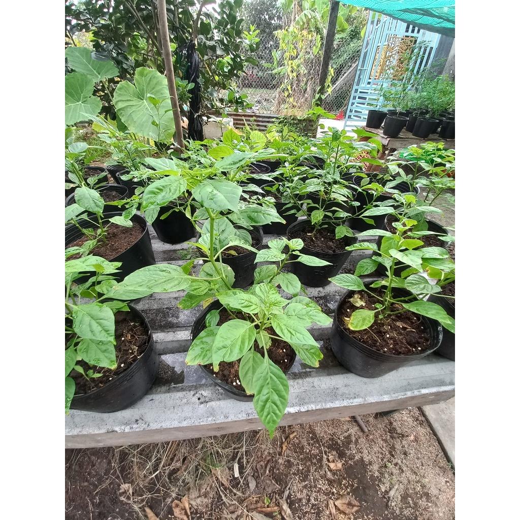 Giống Ớt Peru Aji Charapita Mắc Nhất Thế Giới