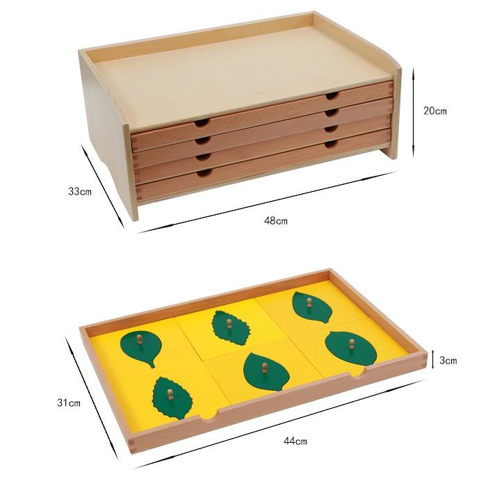 Tủ đựng mẫu lá cây - Botany Leaf Cabinet
