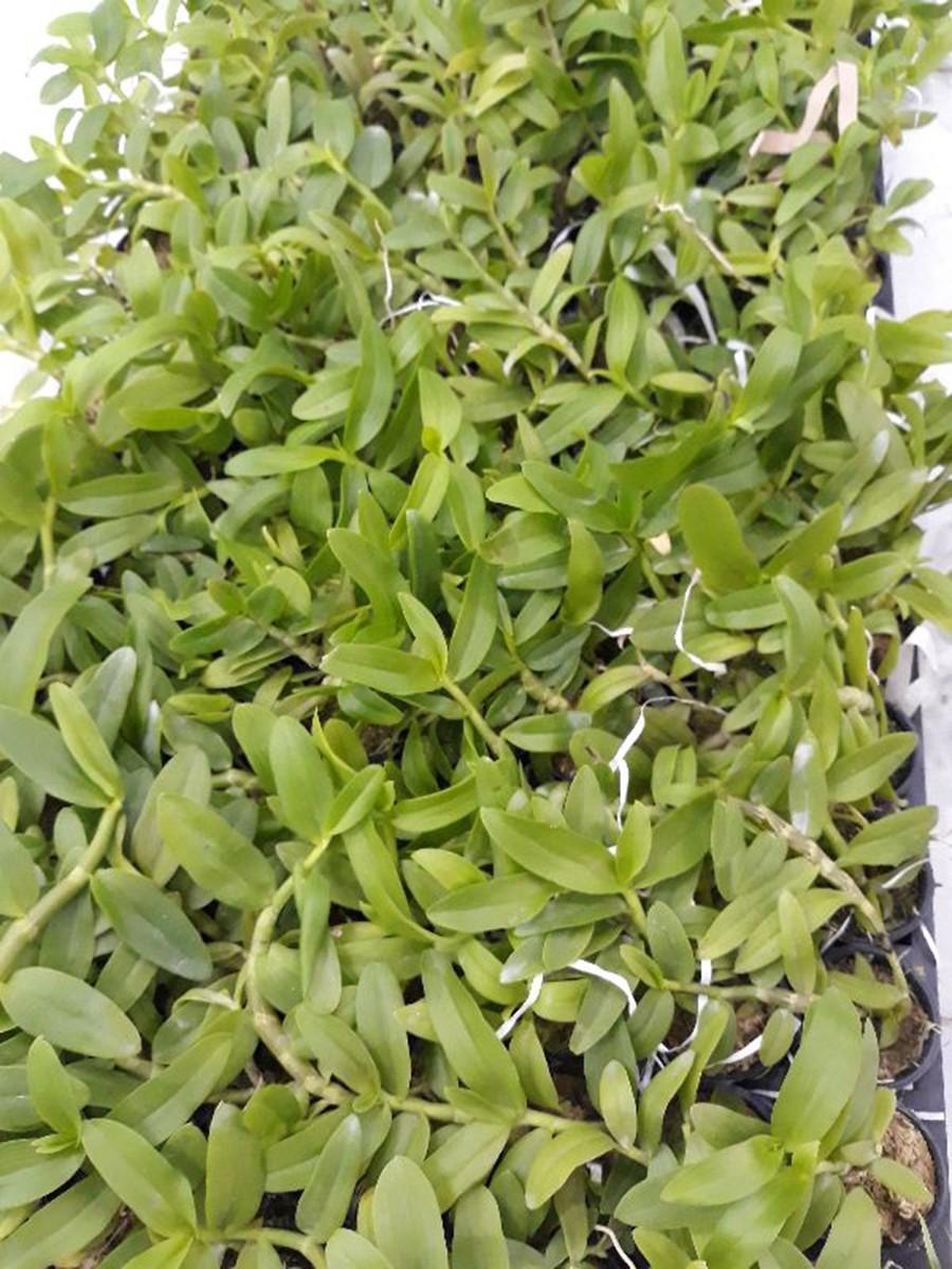 Hoa phong lan 5ct phú thọ cây cực đẹp