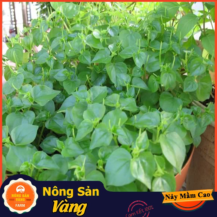 Hạt giống Rau Càng Cua - Nông Sản Vàng