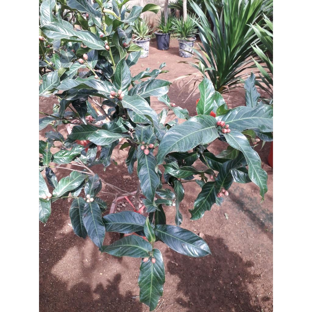 CÂY GIỐNG HỒNG TRÀ.