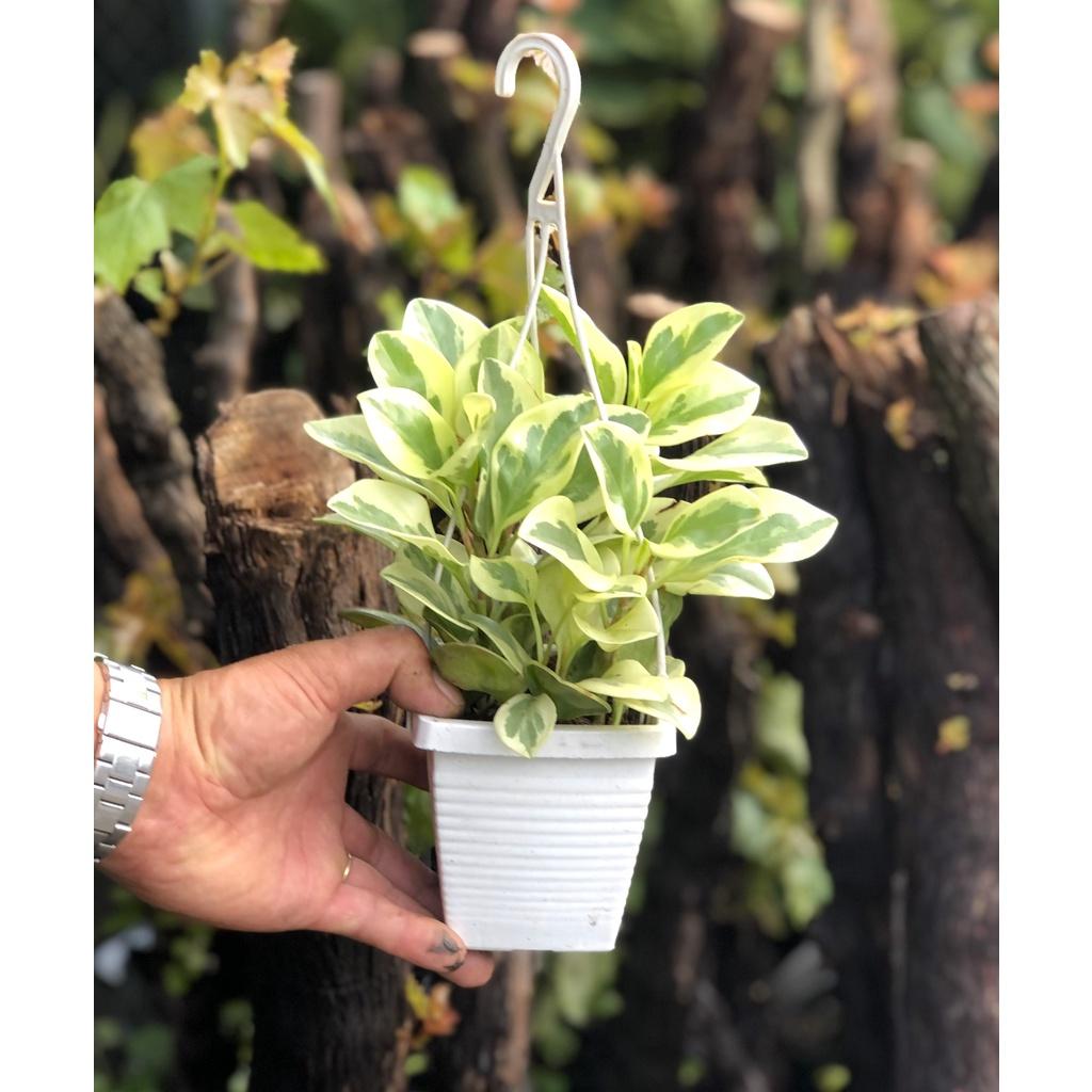 Chậu treo trường sinh trắng mini