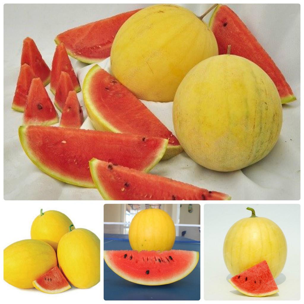 Hạt giống dưa hấu vỏ vàng ruột đỏ  tặng 3 viên nén ươm hạt
