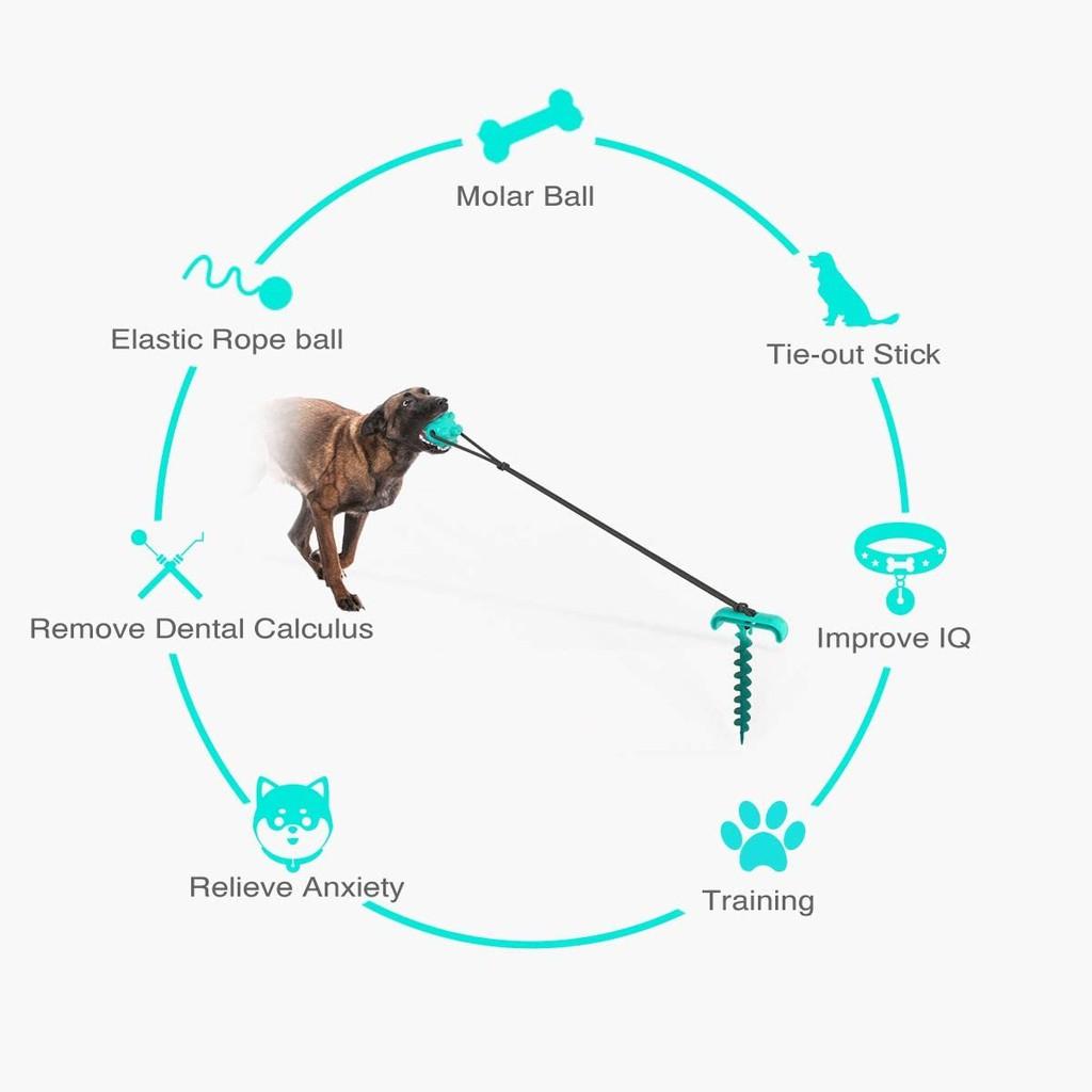 Luyện Răng Thú Cưng Khoẻ và Sạch Pin Dog Leash - Dog Molar Bite Toys