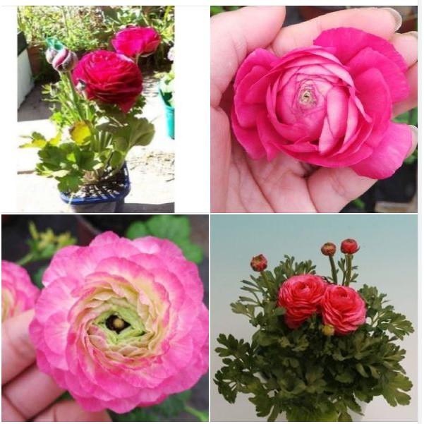 Combo 3 củ hoa hồng mao lương 3 màu