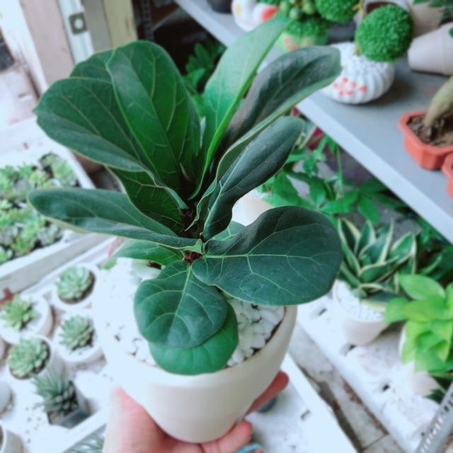 Chậu bàng singapore