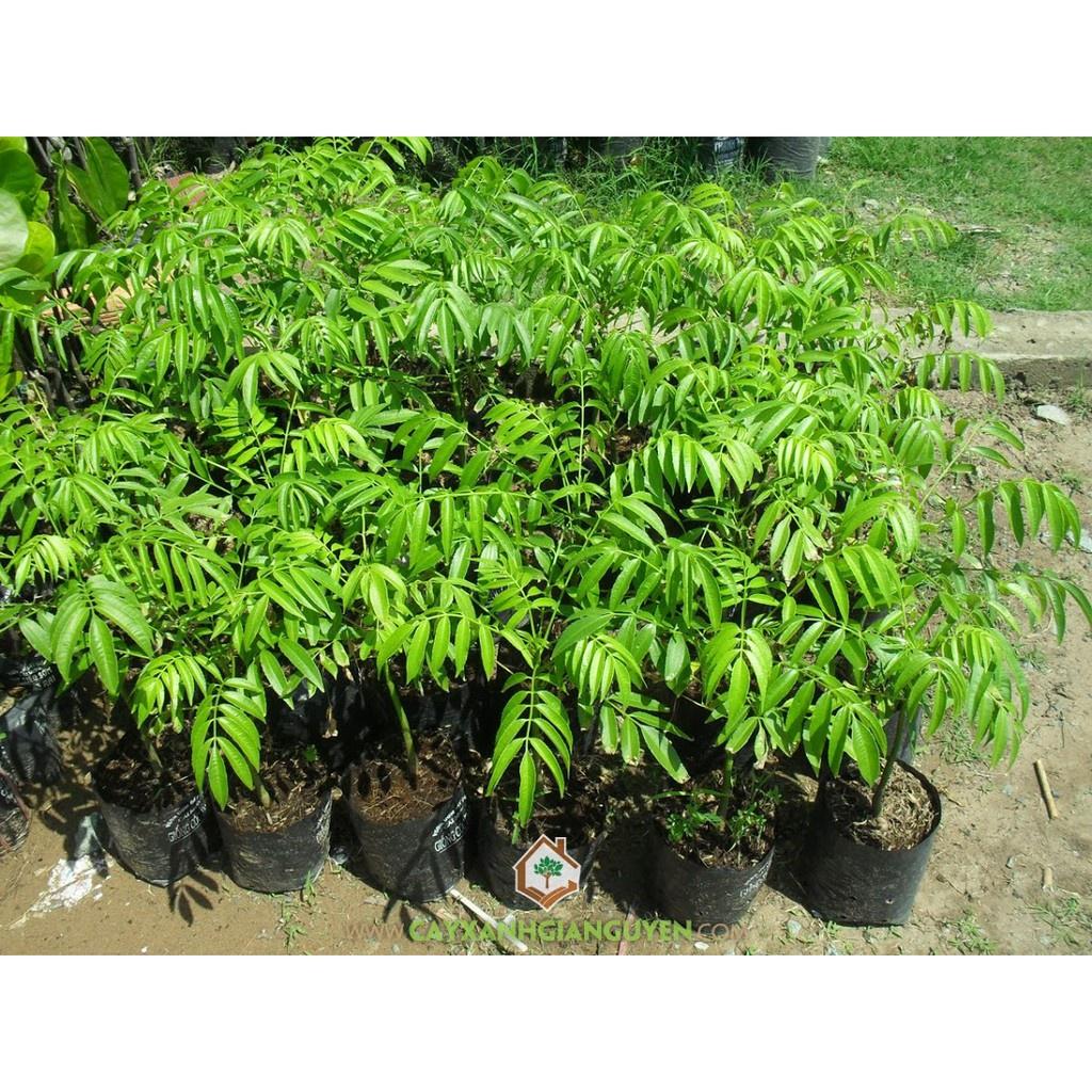 Cây giống Cóc Thái , Cóc Ta siêu quả tặng 2 cây chè xanh
