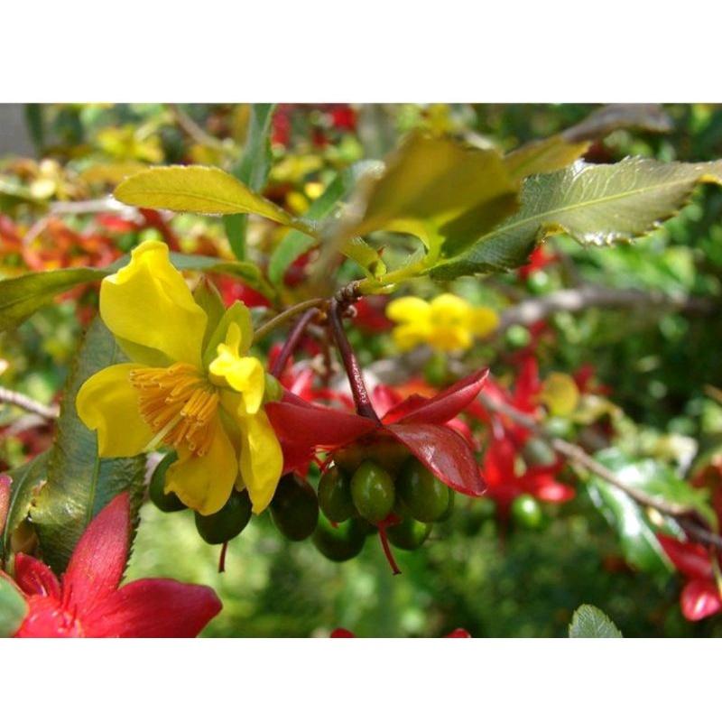 Cây giống Hoa mai vàng tứ quý