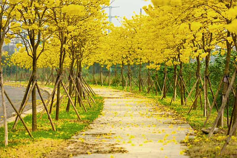 Cây giống phong linh vàng (, giống cây công trình- phong thủy, mang tài lộc đến cho gia chủ