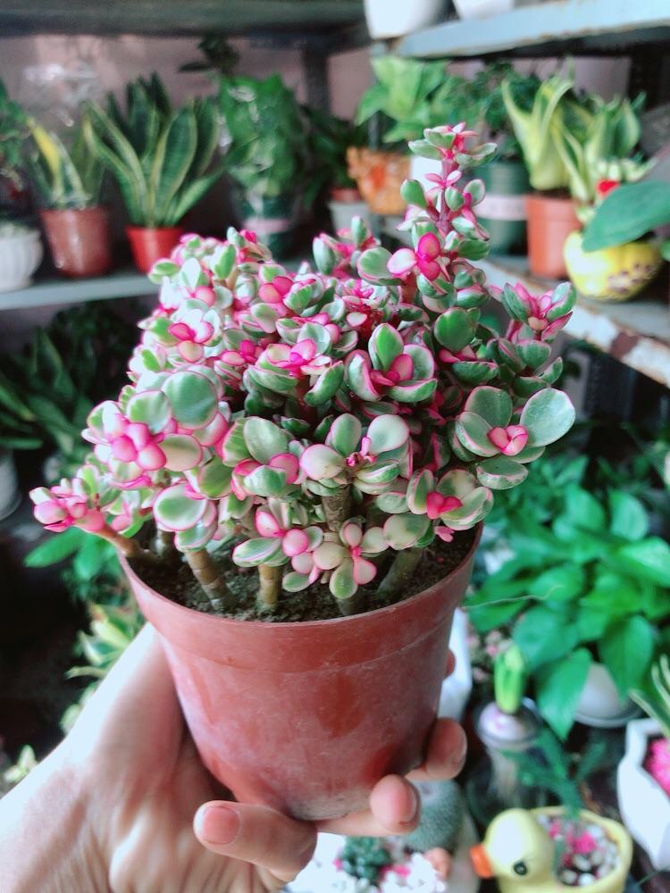 Cành Vàng Lá Ngọc