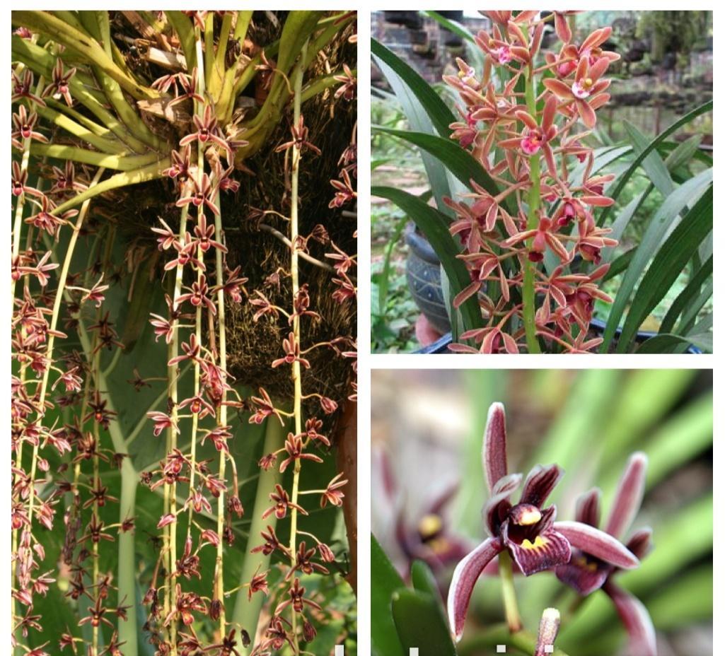 Hoa lan kiếm, ĐỊA LAN KIẾM CỨNG vùng nam lào