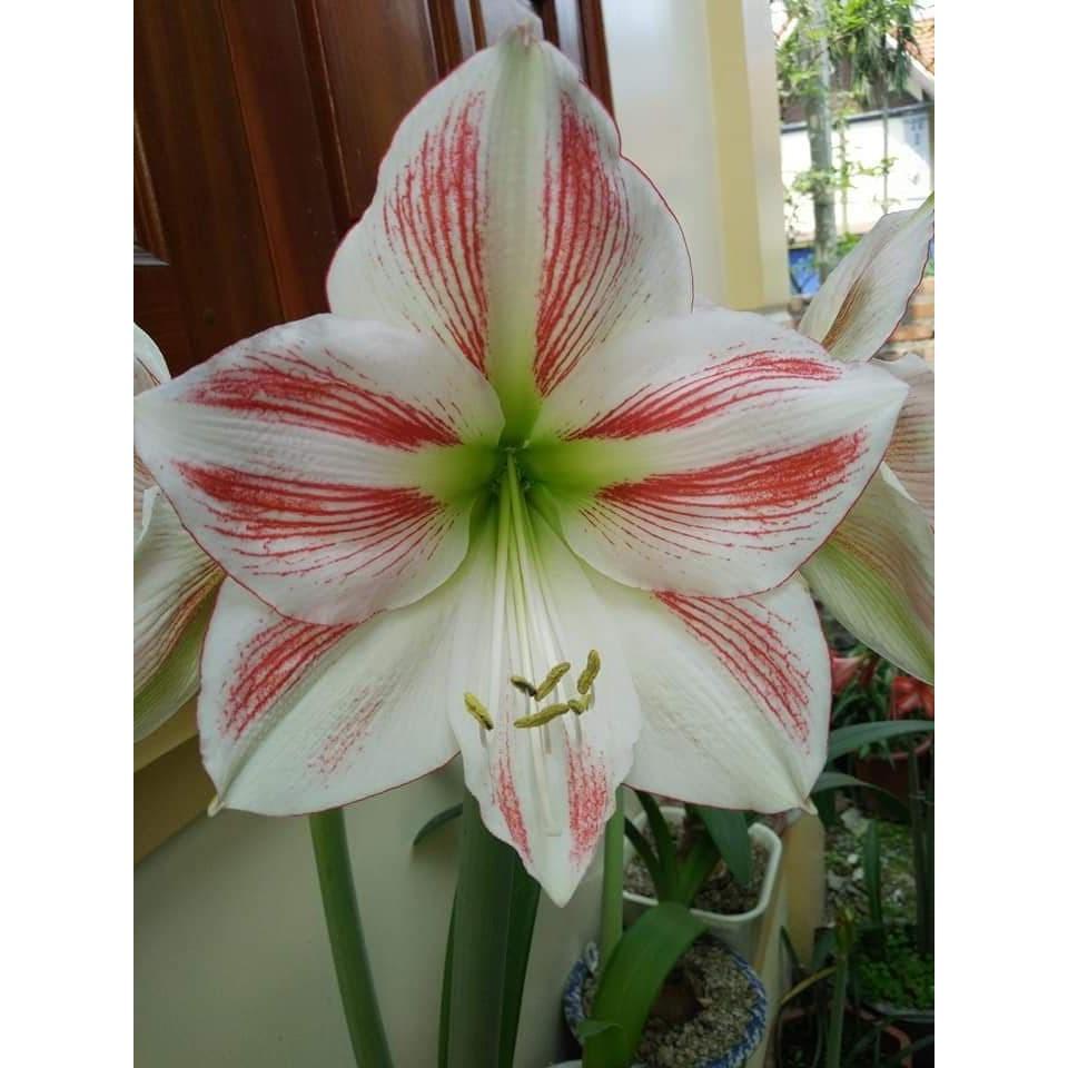 CỦ LAN GIỐNG HOA HUỆ TÂY MÀU HỒNG ĐÀO
