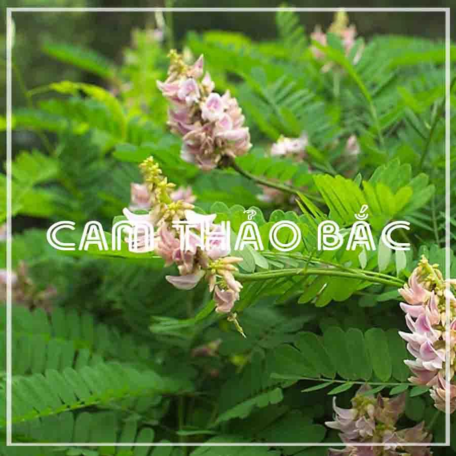 Cam Thảo Bắc khô sạch đóng gói 100gram