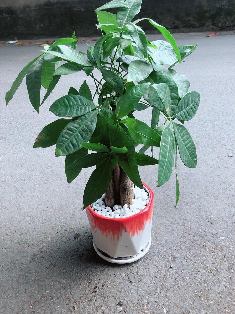 Chậu Cây Kim Ngân Thắt Bính