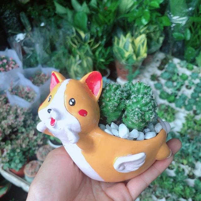 Chậu Cây Xương Rồng Trứng Chim