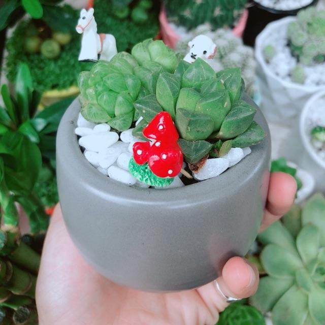 Chậu Sen Kim Cương