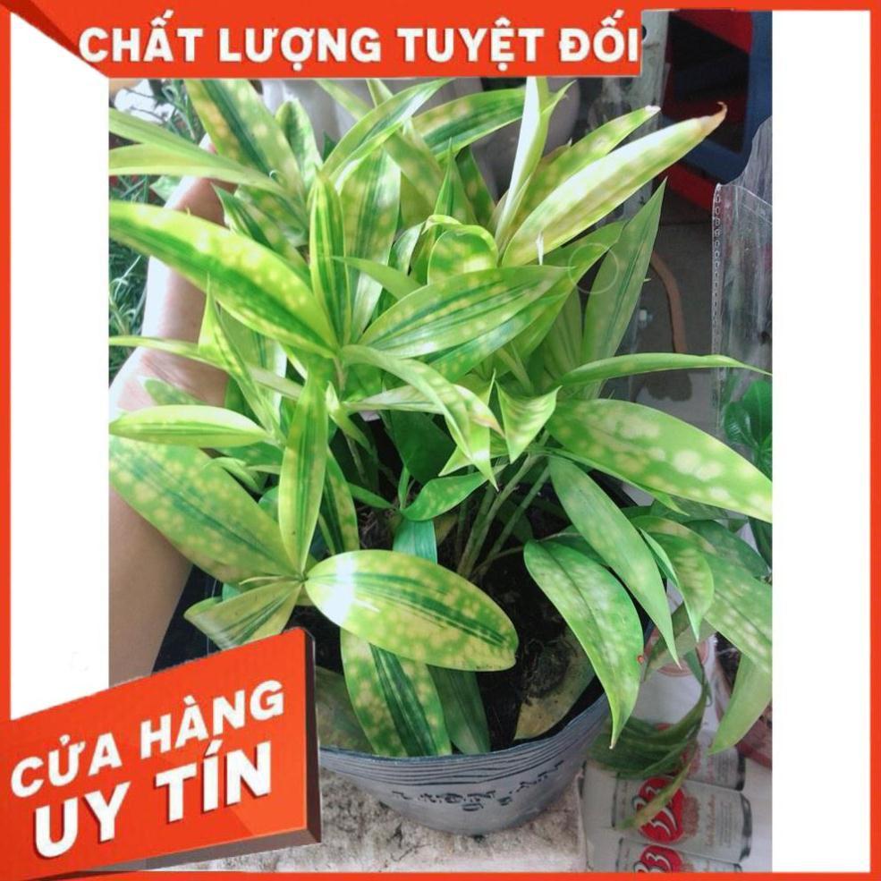 Cây Trúc Nữ Hoàng Hay Trúc Nhật