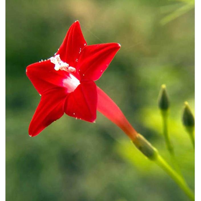 Combo 3 gói hạt giống hoa leo dàn tóc tiên -tặng kèm 1 gói kích thích nảy mầm