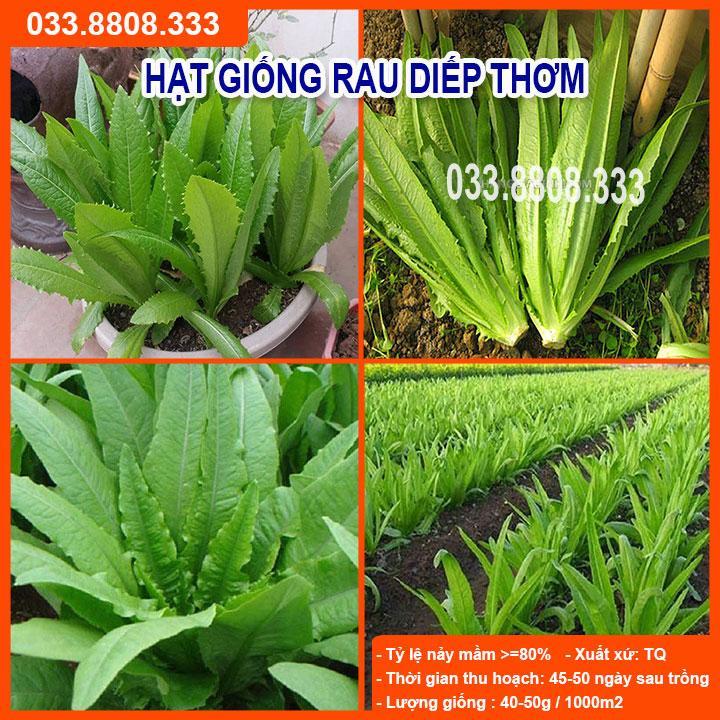 HẠT GIỐNG RAU DIẾP THƠM -CHẤT LƯỢNG HẠT GIỐNG CAO