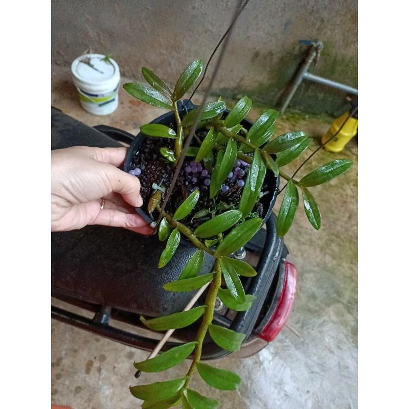 CÂY GIỐNG HOA LAN , cây cực đẹp